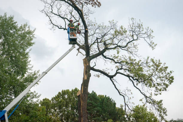 Reliable Greeley, CO  Tree Services Solutions